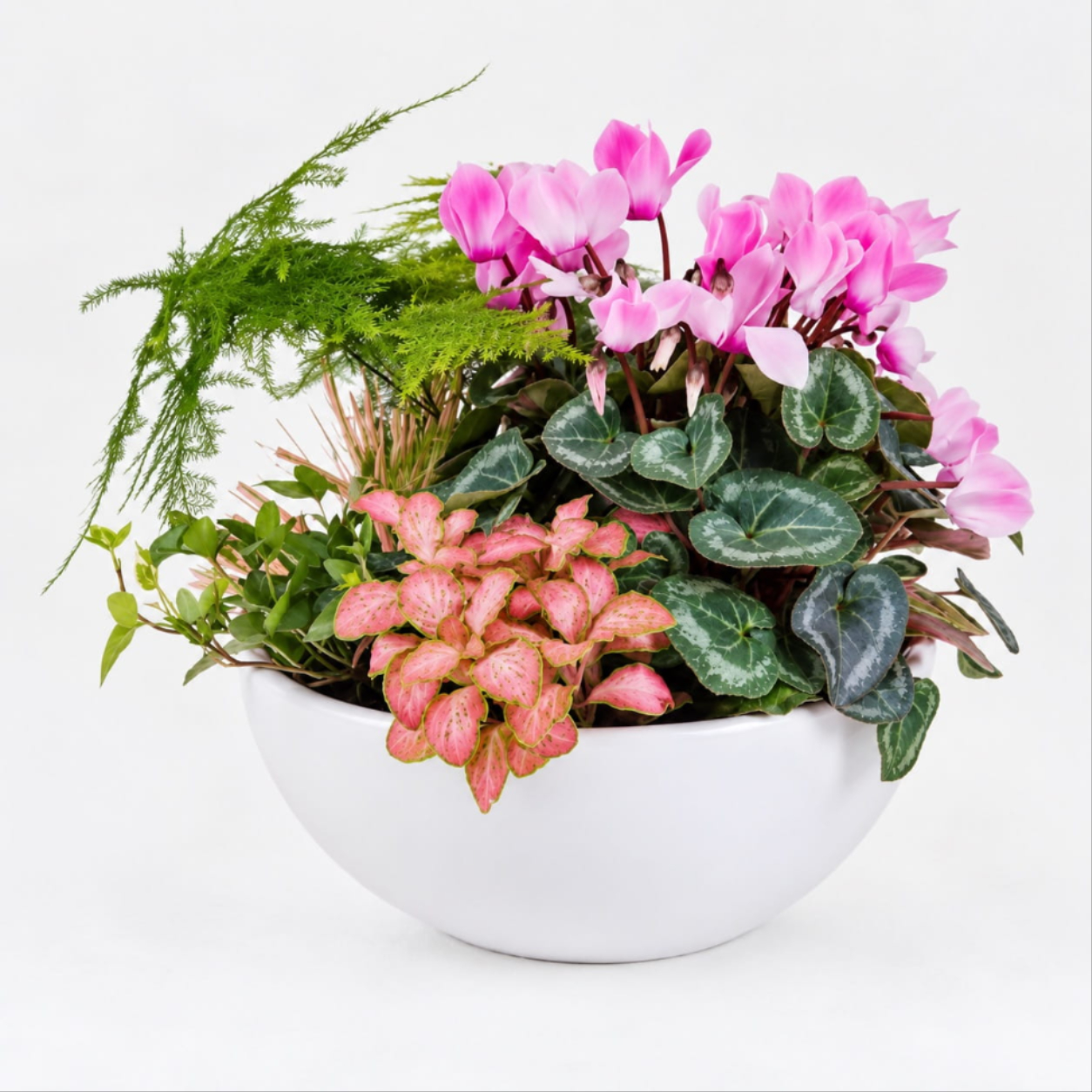 Cyclamen and foliage plant bowl